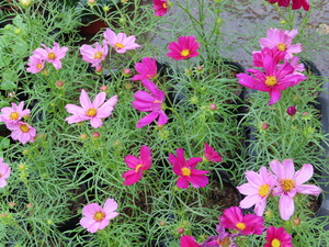 IMG_0677.jpg