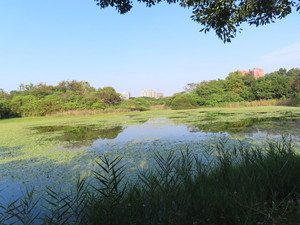 IMG_0871.jpg