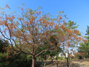 IMG_0955.jpg