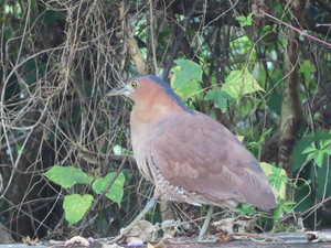 IMG_1152.jpg