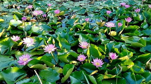IMG_8716a.jpg