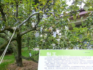 P1100686.jpg