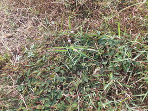 S0081041.jpg
