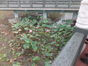 S0244206.jpg